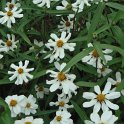 Zinnia angustifolia 'Star blanc' fleur